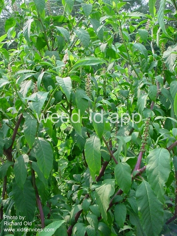 pokeweed, common